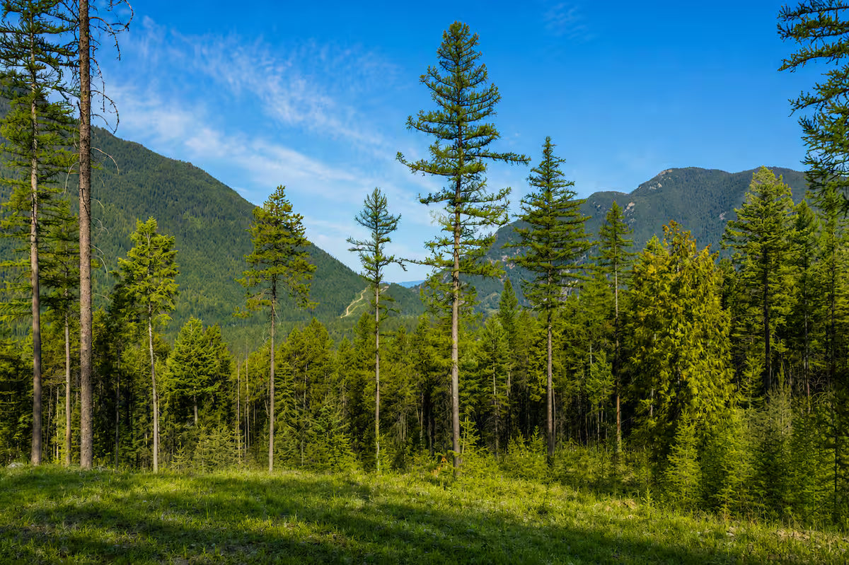The Bear View Luxury Cabin