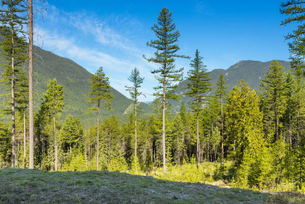 The Bear View Luxury Cabin