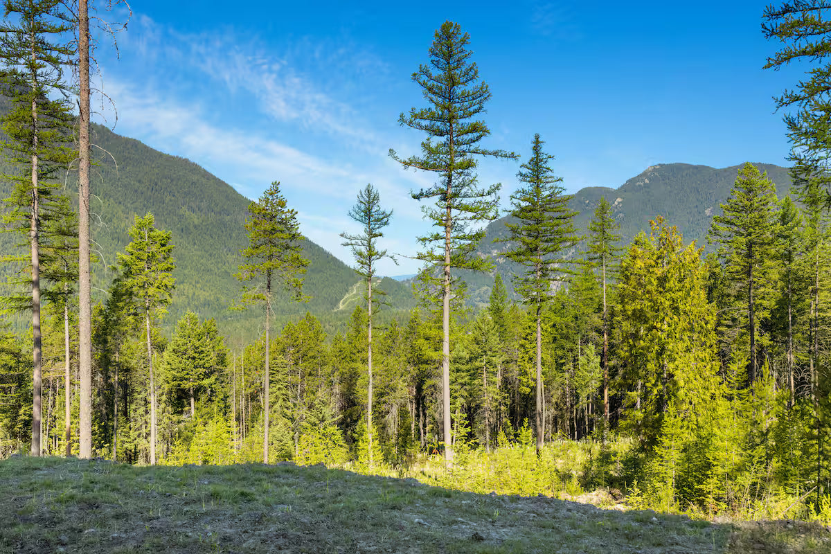 The Bear View Luxury Cabin